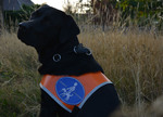 ein schwarzer Labrador, der eine orangene Kenndecke trägt