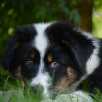 Australien Shepherd
