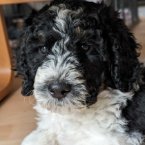 Labradoodle Welpe